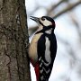 Common woodpecker