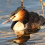 Great Crested Grebe #1