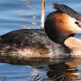 Great Crested Grebe #2