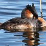 Great Crested Grebe #3