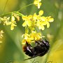 Bumblebee sucks nectars #1