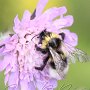 Bumblebee sucks nectars #2