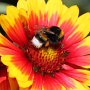 Bumblebee sucks nectars #3
