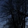 Trees in silhouette, late evening #1