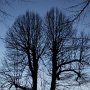 Trees in silhouette, late evening #2