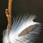 Feather caught in the branch.